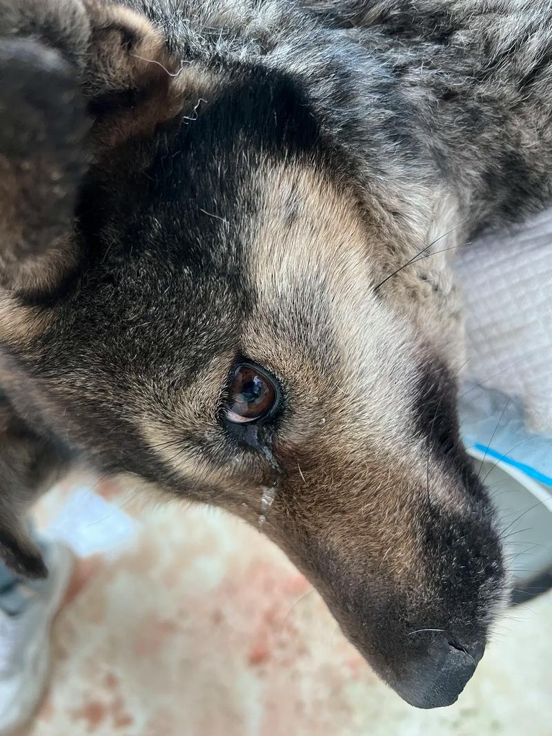 狗狗难产什么症状_狗狗难产什么症状图片-第5张图片-后鲨宠物 狗狗难产什么症状_狗狗难产什么症状图片-第5张图片-后鲨宠物