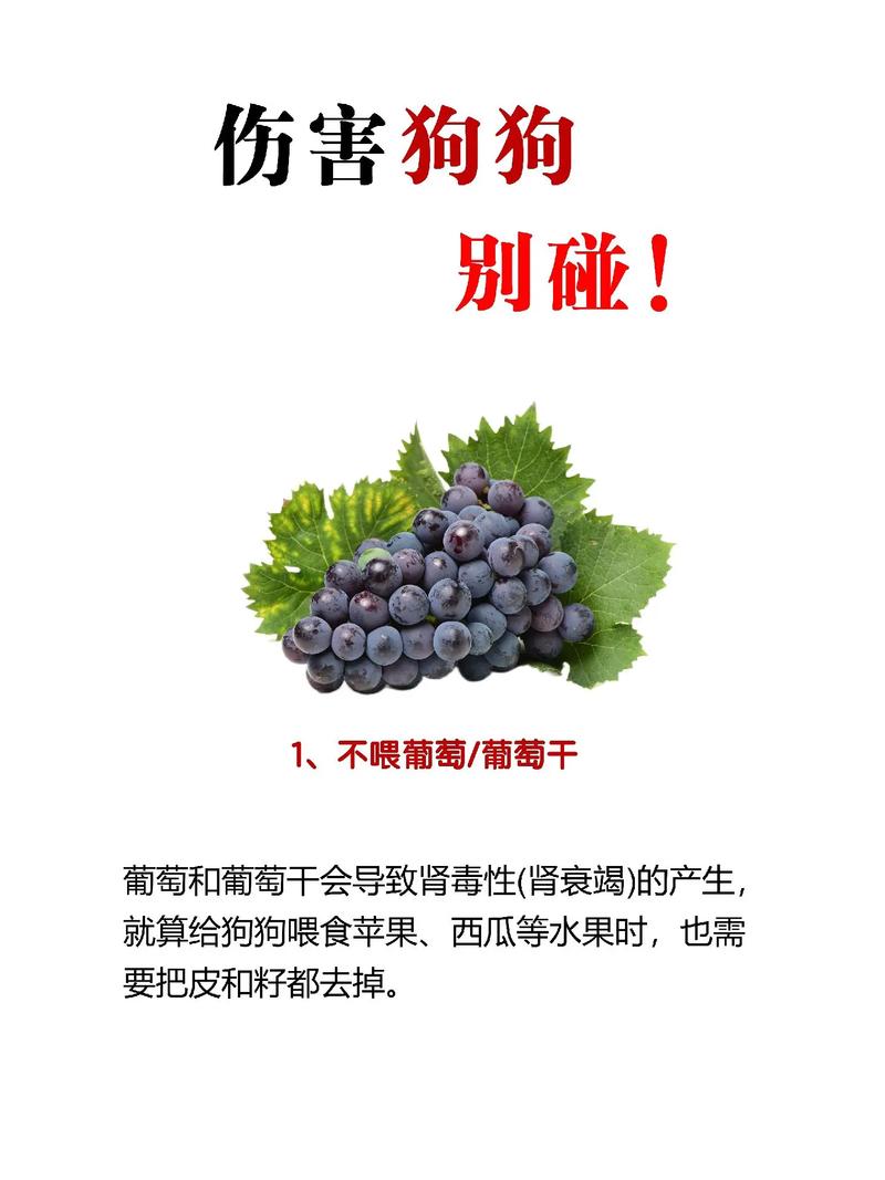 葡萄糖狗狗能喝吗，小狗能喝葡萄糖？-第3张图片-后鲨宠物