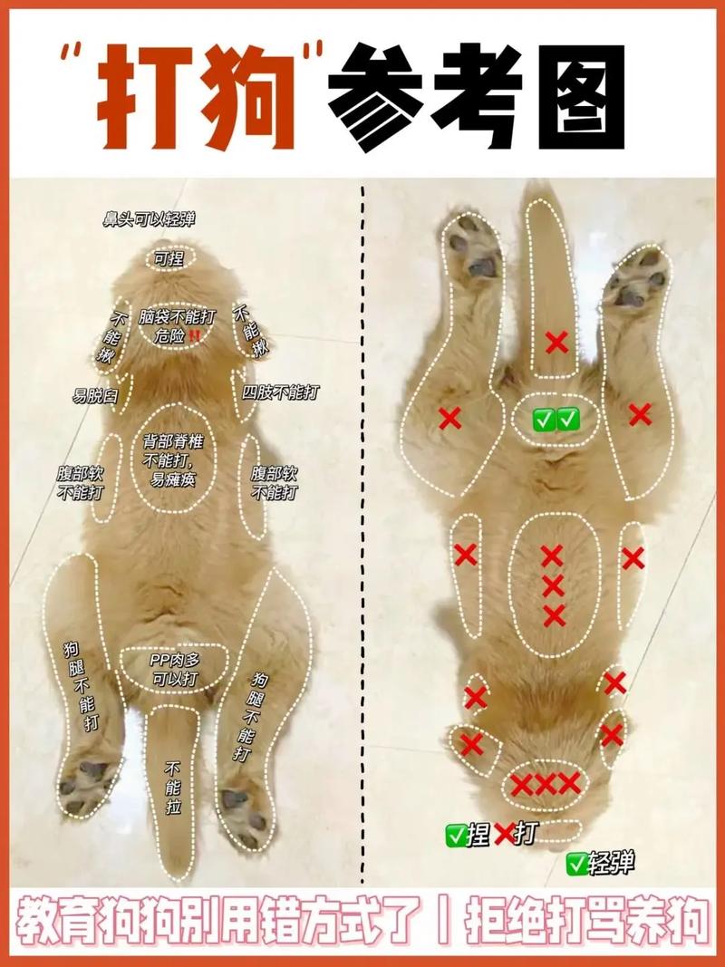  狗狗调皮不听话怎么办，狗狗很调皮教不听怎么办