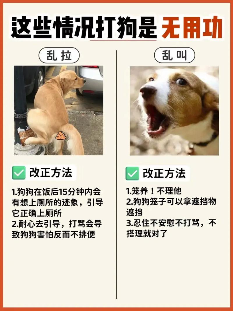  狗狗调皮不听话怎么办，狗狗很调皮教不听怎么办-第2张图片-后鲨宠物