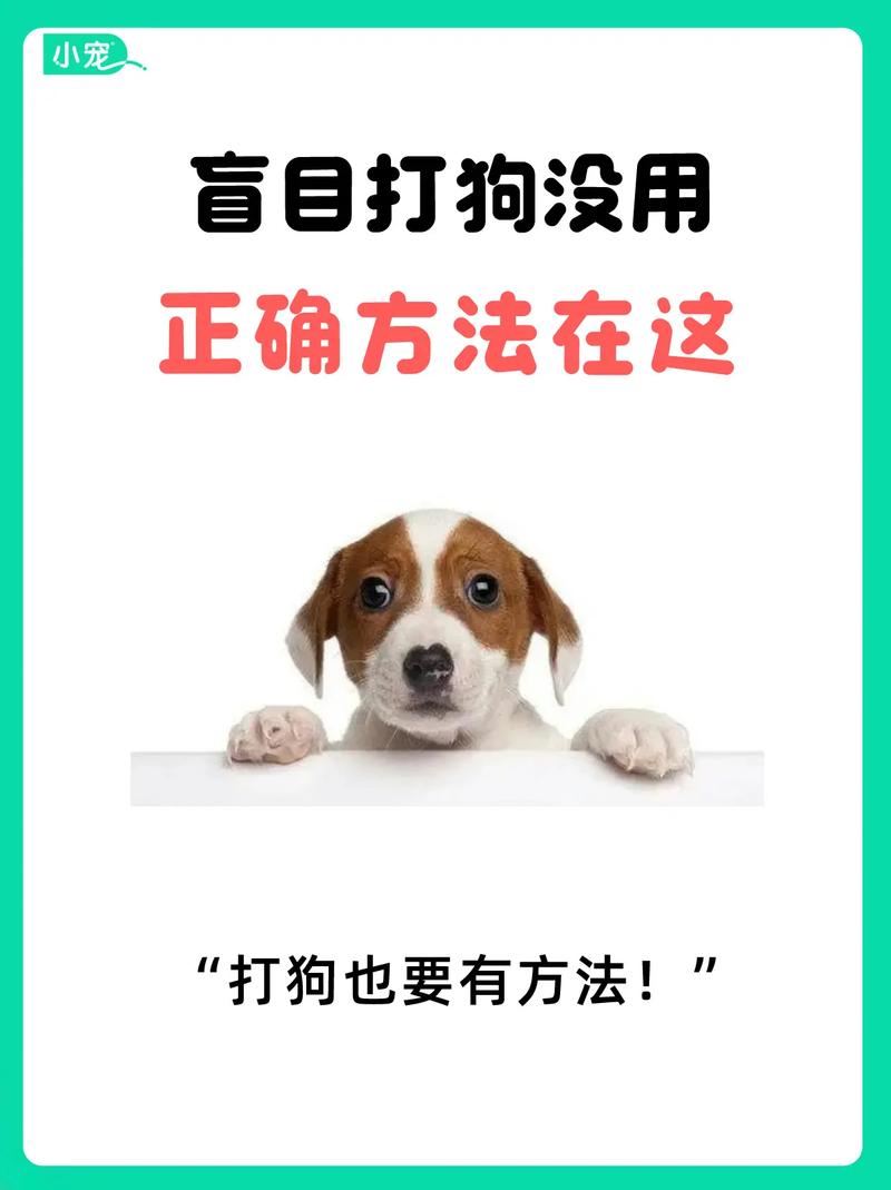  狗狗调皮不听话怎么办，狗狗很调皮教不听怎么办-第4张图片-后鲨宠物