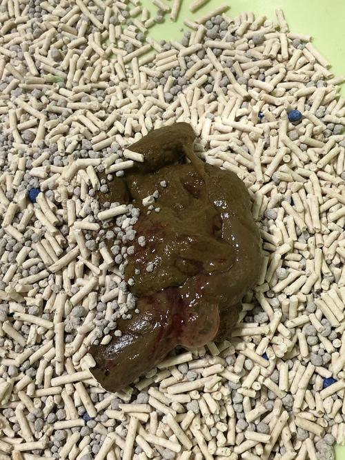 猫咪软便带血但很活泼,猫咪软便还有点血?-第4张图片-后鲨宠物 猫咪软便带血但很活泼,猫咪软便还有点血?-第4张图片-后鲨宠物