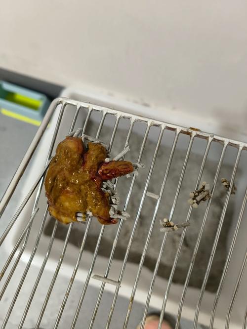 猫咪软便带血但很活泼,猫咪软便还有点血?-第5张图片-后鲨宠物 猫咪软便带血但很活泼,猫咪软便还有点血?-第5张图片-后鲨宠物