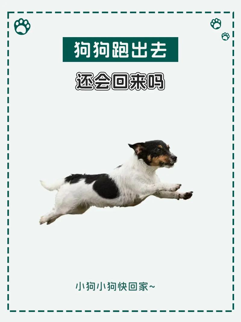 狗狗乱跑怎么办，狗狗乱跑怎么办?？