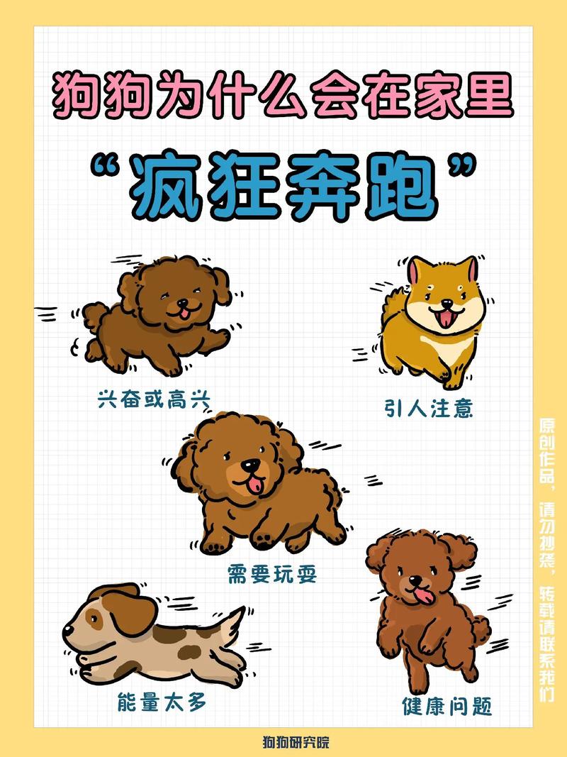 狗狗乱跑怎么办,狗狗乱跑怎么办??-第2张图片-后鲨宠物 狗狗乱跑怎么办,狗狗乱跑怎么办??-第2张图片-后鲨宠物