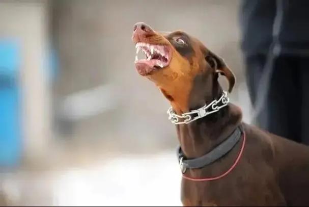 狗狗乱跑怎么办,狗狗乱跑怎么办??-第5张图片-后鲨宠物 狗狗乱跑怎么办,狗狗乱跑怎么办??-第5张图片-后鲨宠物