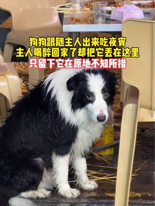 狗狗吃了杏仁怎么办_狗狗吃了一个杏仁怎么办