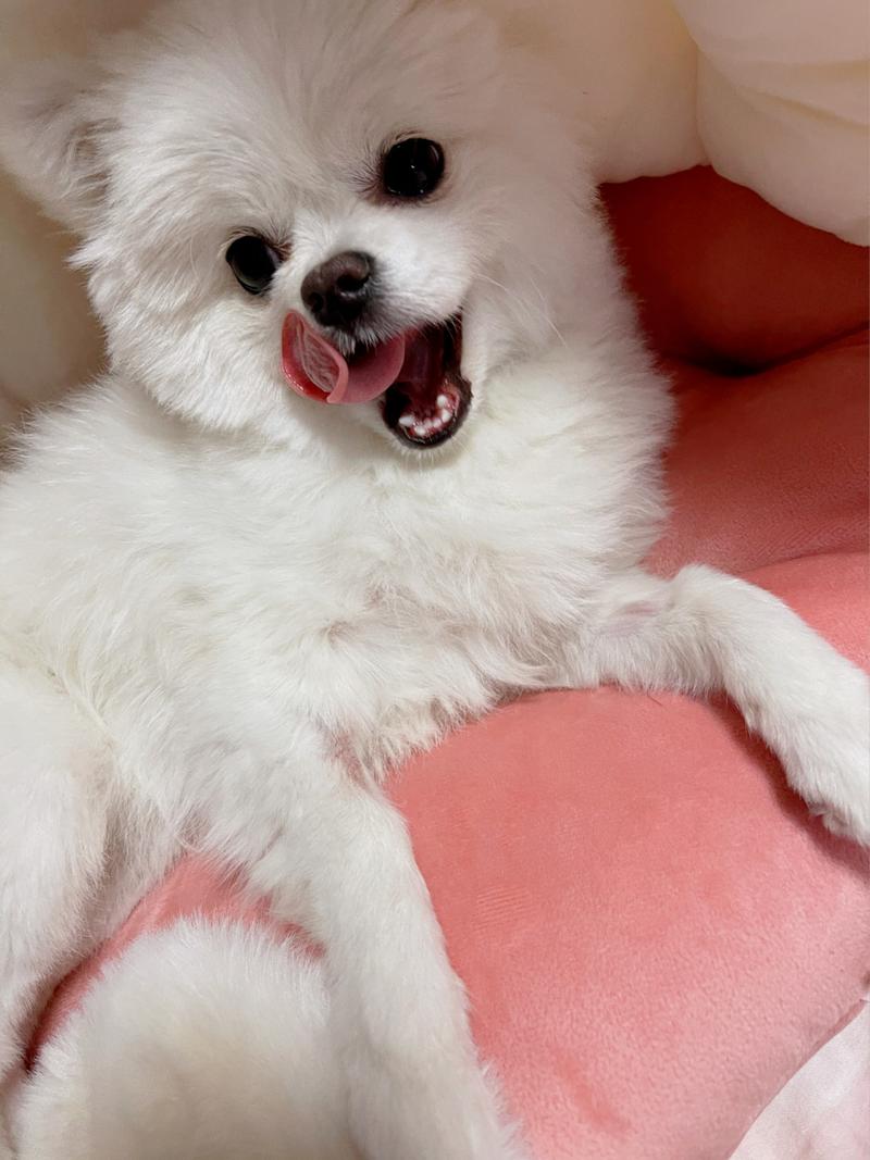 狗狗吃了杏仁怎么办_狗狗吃了一个杏仁怎么办-第5张图片-后鲨宠物 狗狗吃了杏仁怎么办_狗狗吃了一个杏仁怎么办-第5张图片-后鲨宠物