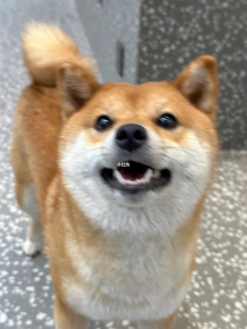 狗狗吃了杏仁怎么办_狗狗吃了一个杏仁怎么办-第6张图片-后鲨宠物 狗狗吃了杏仁怎么办_狗狗吃了一个杏仁怎么办-第6张图片-后鲨宠物