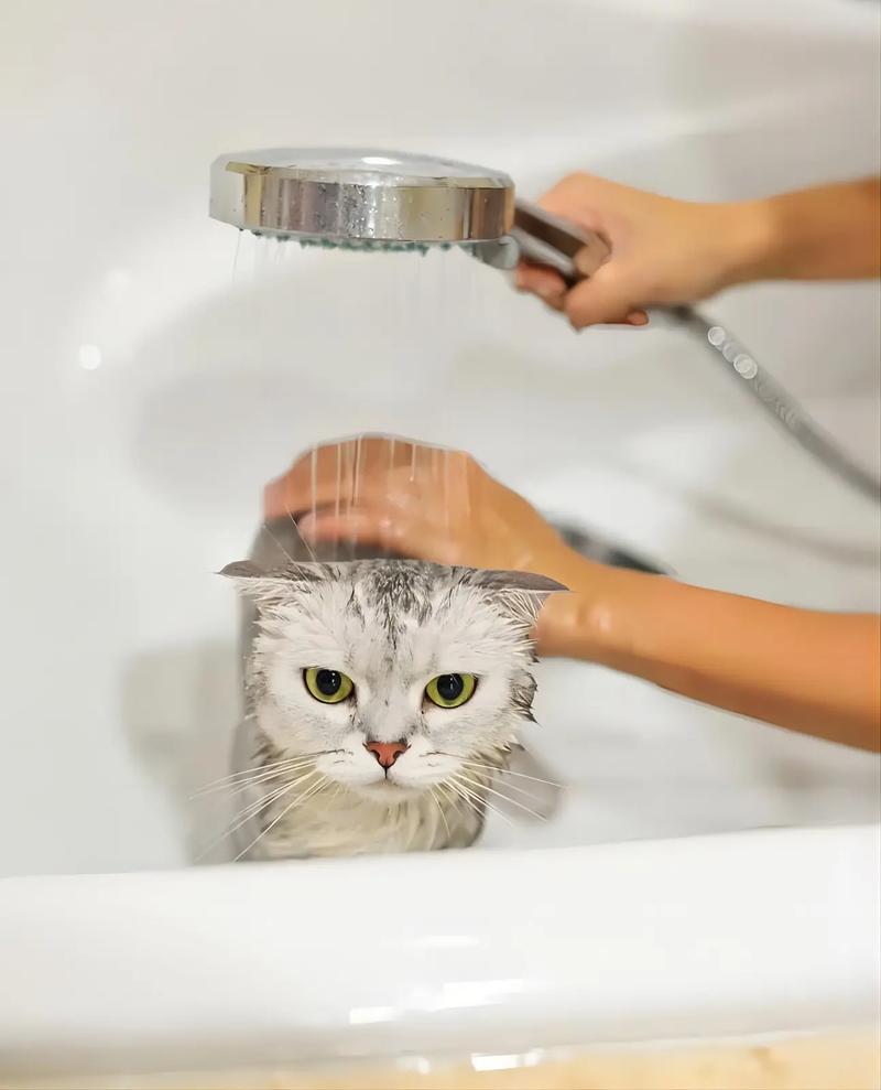 用什么给猫咪洗澡，怎么在家给猫洗澡？-第3张图片-后鲨宠物