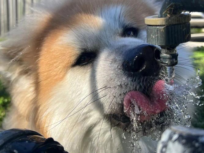  怎样让狗狗多喝水，狗狗不吃东西只喝水怎么办