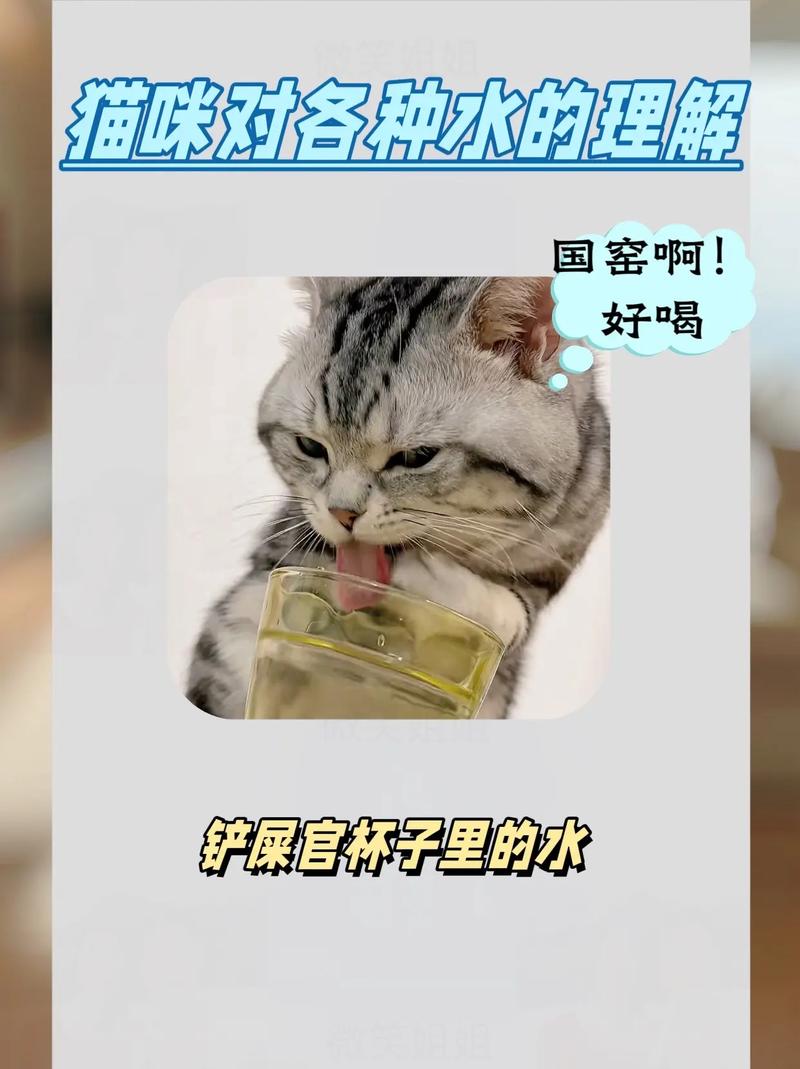 猫咪可以喝矿泉水吗,猫咪可以喝矿泉水吗为什么?-第2张图片-后鲨宠物 猫咪可以喝矿泉水吗,猫咪可以喝矿泉水吗为什么?-第2张图片-后鲨宠物