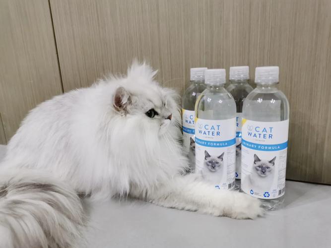 猫咪可以喝矿泉水吗,猫咪可以喝矿泉水吗为什么?-第4张图片-后鲨宠物 猫咪可以喝矿泉水吗,猫咪可以喝矿泉水吗为什么?-第4张图片-后鲨宠物