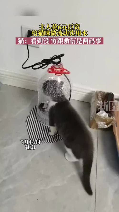 猫咪可以喝矿泉水吗,猫咪可以喝矿泉水吗为什么?-第5张图片-后鲨宠物 猫咪可以喝矿泉水吗,猫咪可以喝矿泉水吗为什么?-第5张图片-后鲨宠物