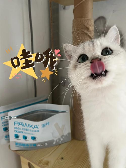 猫咪可以吃奶酪吗，猫能吃奶酪吗？