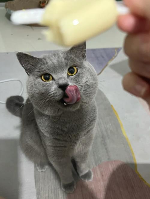 猫咪可以吃奶酪吗,猫能吃奶酪吗?-第3张图片-后鲨宠物 猫咪可以吃奶酪吗,猫能吃奶酪吗?-第3张图片-后鲨宠物