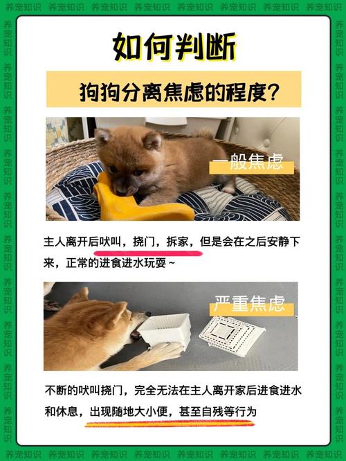 狗狗分离焦虑症的表现,狗狗分离焦虑症的表现图片?-第6张图片-后鲨宠物 狗狗分离焦虑症的表现,狗狗分离焦虑症的表现图片?-第6张图片-后鲨宠物