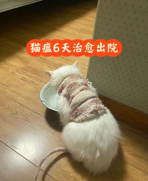  猫咪得猫瘟能治好吗，猫咪得猫瘟能治好吗多少钱