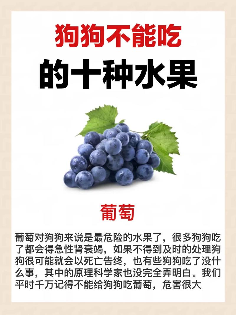  狗狗吃苹果有什么好处，狗狗吃苹果有什么好处和功效