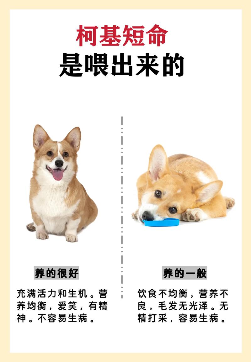 狗狗吃苹果有什么好处,狗狗吃苹果有什么好处和功效-第3张图片-后鲨宠物 狗狗吃苹果有什么好处,狗狗吃苹果有什么好处和功效-第3张图片-后鲨宠物