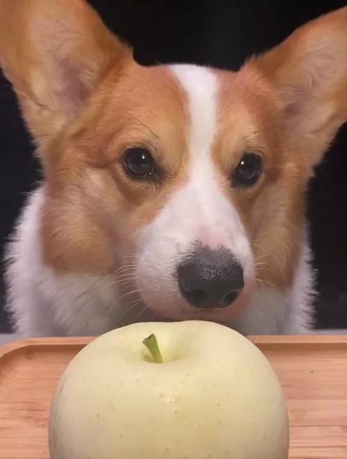 狗狗吃苹果有什么好处,狗狗吃苹果有什么好处和功效-第5张图片-后鲨宠物 狗狗吃苹果有什么好处,狗狗吃苹果有什么好处和功效-第5张图片-后鲨宠物