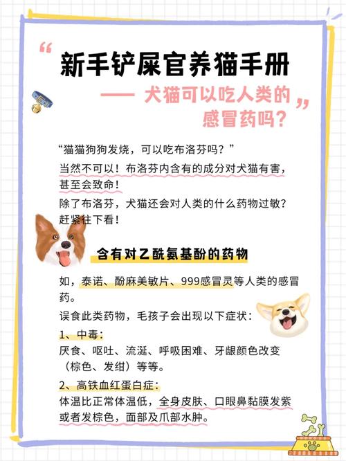 猫咪可以吃人吃的药吗_猫能吃人的药物吗-第3张图片-后鲨宠物 猫咪可以吃人吃的药吗_猫能吃人的药物吗-第3张图片-后鲨宠物