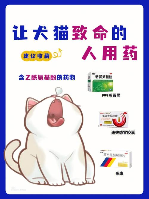 猫咪可以吃人吃的药吗_猫能吃人的药物吗-第5张图片-后鲨宠物 猫咪可以吃人吃的药吗_猫能吃人的药物吗-第5张图片-后鲨宠物