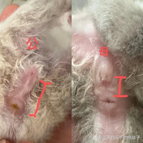 小猫咪怎么分公母,小猫的公母怎么分-第3张图片-后鲨宠物 小猫咪怎么分公母,小猫的公母怎么分-第3张图片-后鲨宠物