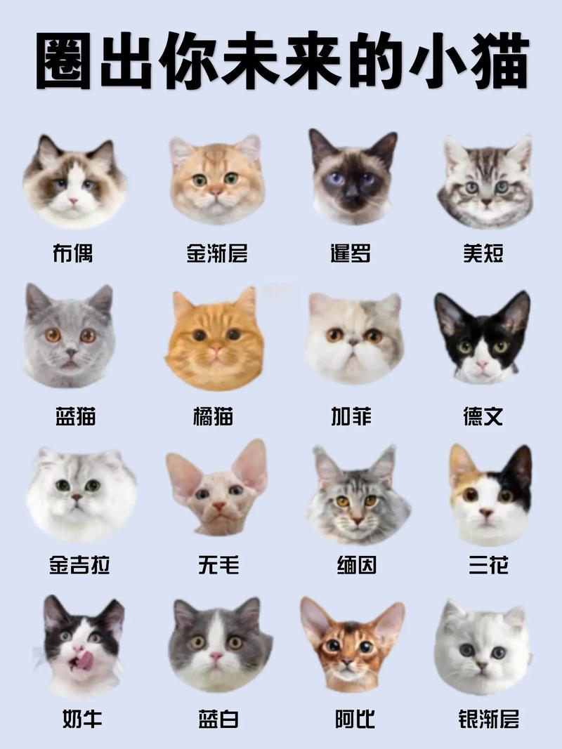 猫咪有多少品种_猫猫的品种-第2张图片-后鲨宠物 猫咪有多少品种_猫猫的品种-第2张图片-后鲨宠物