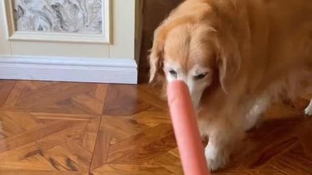 狗狗能吃火腿肠么_狗能不能吃火腿肠-第5张图片-后鲨宠物 狗狗能吃火腿肠么_狗能不能吃火腿肠-第5张图片-后鲨宠物