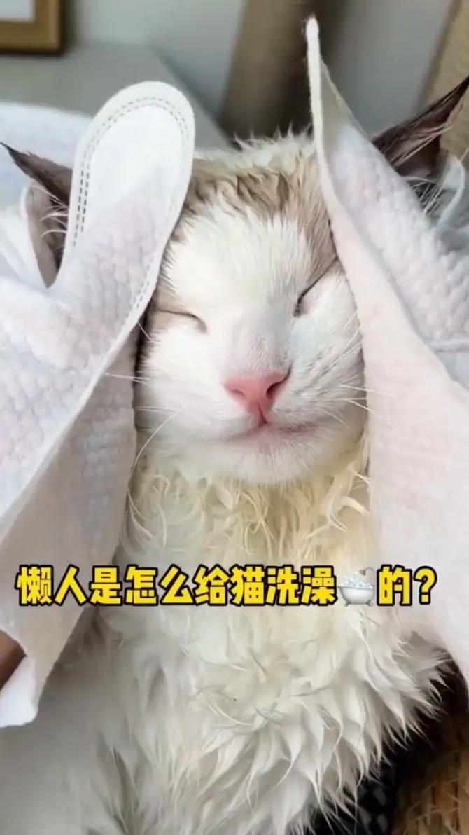  猫咪不爱干净怎么办，猫咪不爱干净总往脏的地方跑怎么办