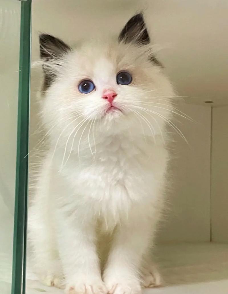 猫咪不爱干净怎么办,猫咪不爱干净总往脏的地方跑怎么办-第3张图片-后鲨宠物 猫咪不爱干净怎么办,猫咪不爱干净总往脏的地方跑怎么办-第3张图片-后鲨宠物