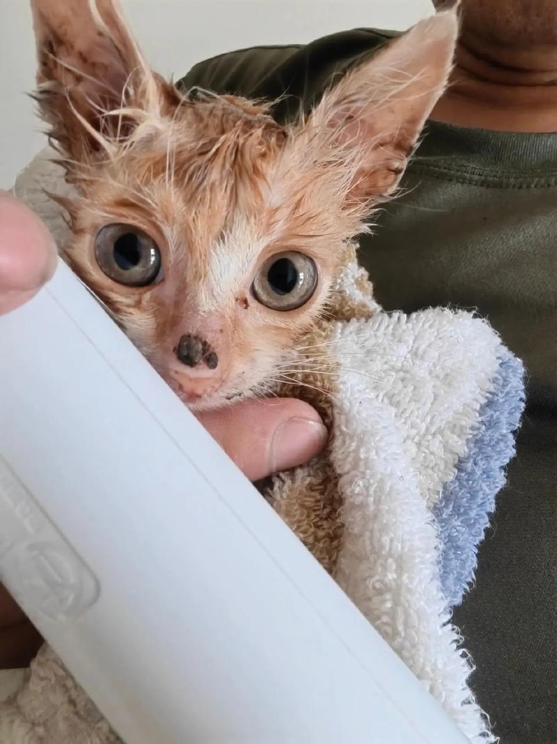 猫咪不爱干净怎么办,猫咪不爱干净总往脏的地方跑怎么办-第4张图片-后鲨宠物 猫咪不爱干净怎么办,猫咪不爱干净总往脏的地方跑怎么办-第4张图片-后鲨宠物