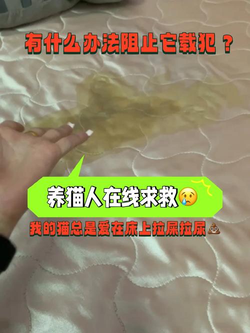 猫咪不爱干净怎么办,猫咪不爱干净总往脏的地方跑怎么办-第5张图片-后鲨宠物 猫咪不爱干净怎么办,猫咪不爱干净总往脏的地方跑怎么办-第5张图片-后鲨宠物
