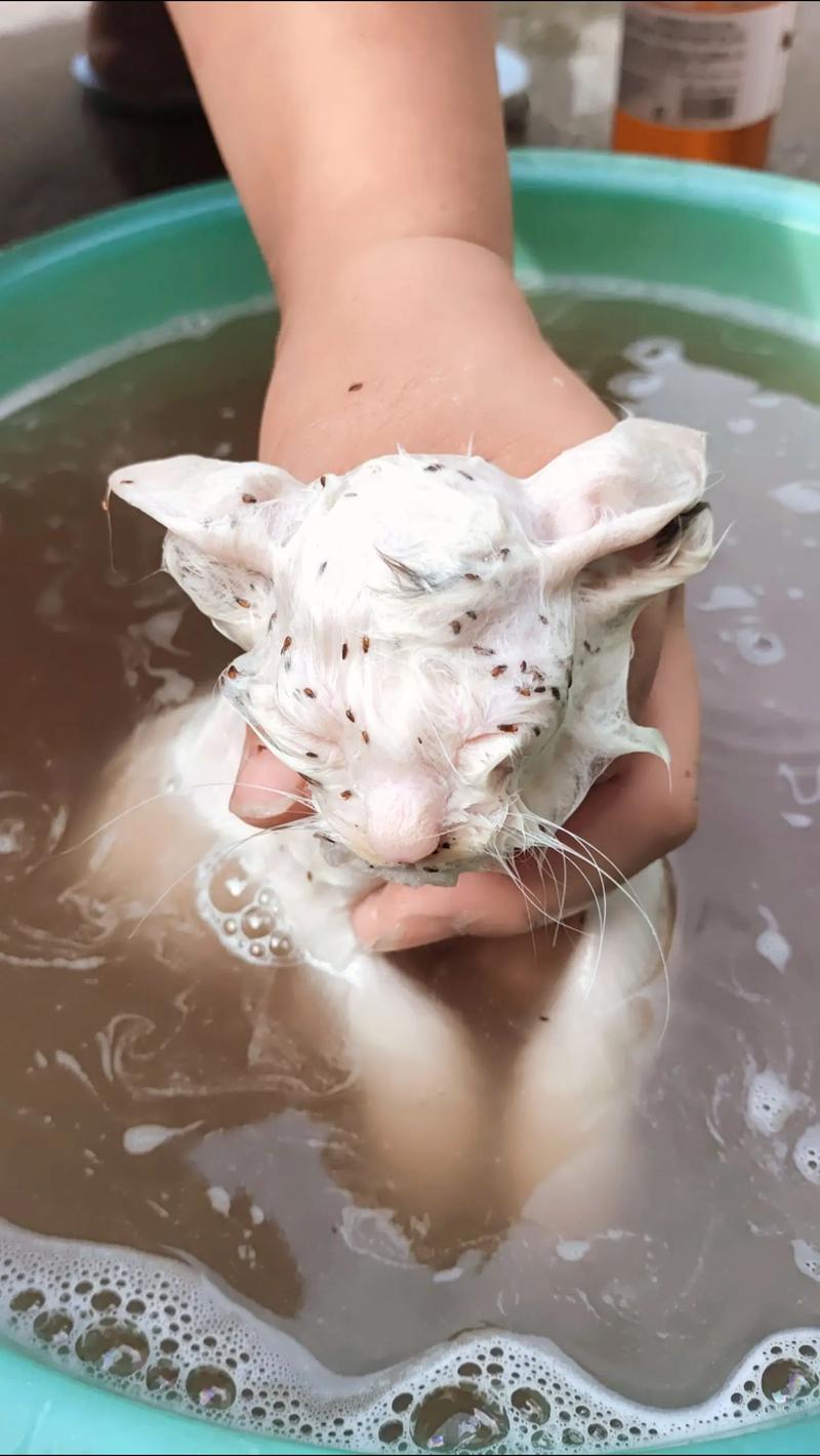 猫咪能吃鸡皮吗_猫咪吃鸡皮吗会中毒吗-第2张图片-后鲨宠物 猫咪能吃鸡皮吗_猫咪吃鸡皮吗会中毒吗-第2张图片-后鲨宠物