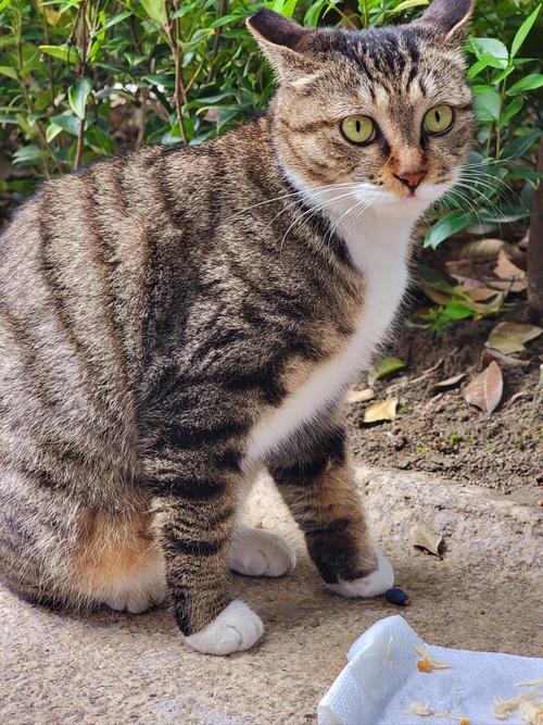 猫咪能吃鸡皮吗_猫咪吃鸡皮吗会中毒吗-第6张图片-后鲨宠物 猫咪能吃鸡皮吗_猫咪吃鸡皮吗会中毒吗-第6张图片-后鲨宠物