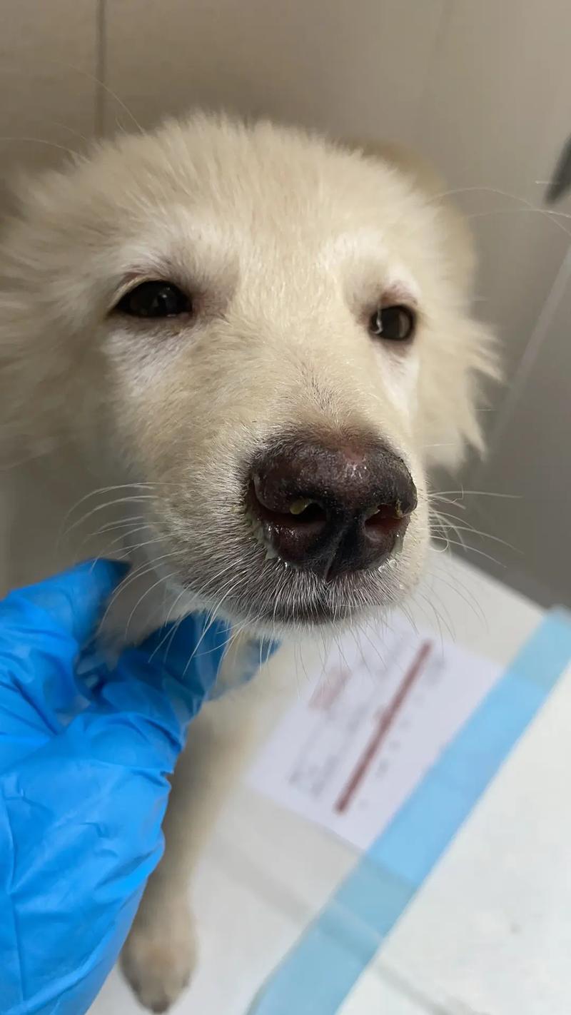 狗狗冠状是什么病_狗狗冠状是什么病毒-第4张图片-后鲨宠物 狗狗冠状是什么病_狗狗冠状是什么病毒-第4张图片-后鲨宠物