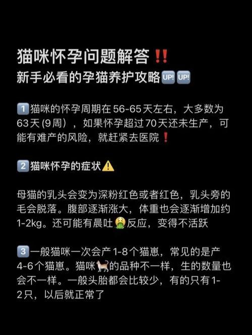  猫咪怀孕需要注意什么，猫咪怀孕注意什么事项