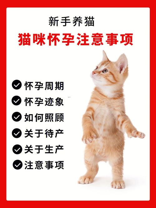 猫咪怀孕需要注意什么,猫咪怀孕注意什么事项-第3张图片-后鲨宠物 猫咪怀孕需要注意什么,猫咪怀孕注意什么事项-第3张图片-后鲨宠物