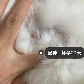 猫咪怀孕需要注意什么,猫咪怀孕注意什么事项-第5张图片-后鲨宠物 猫咪怀孕需要注意什么,猫咪怀孕注意什么事项-第5张图片-后鲨宠物
