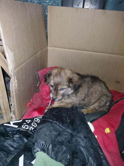 狗狗拉稀吐白沫怎么办,狗狗拉稀呕吐白沫怎么办?-第4张图片-后鲨宠物 狗狗拉稀吐白沫怎么办,狗狗拉稀呕吐白沫怎么办?-第4张图片-后鲨宠物