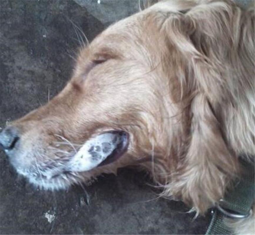 狗狗拉稀吐白沫怎么办,狗狗拉稀呕吐白沫怎么办?-第5张图片-后鲨宠物 狗狗拉稀吐白沫怎么办,狗狗拉稀呕吐白沫怎么办?-第5张图片-后鲨宠物