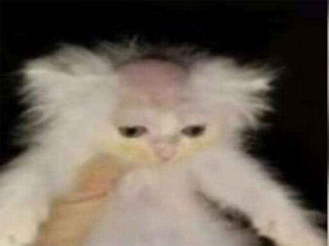 猫咪极度害怕的表现,猫咪害怕的时候是什么样子-第2张图片-后鲨宠物 猫咪极度害怕的表现,猫咪害怕的时候是什么样子-第2张图片-后鲨宠物