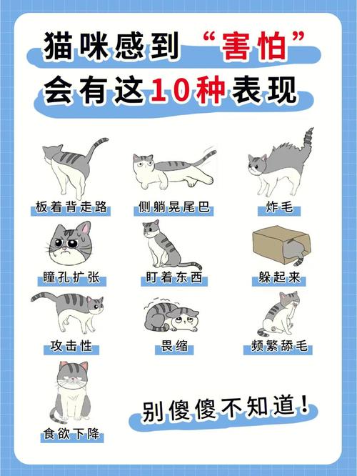 猫咪极度害怕的表现,猫咪害怕的时候是什么样子-第6张图片-后鲨宠物 猫咪极度害怕的表现,猫咪害怕的时候是什么样子-第6张图片-后鲨宠物
