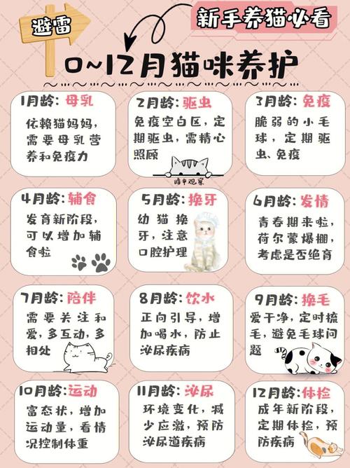 猫咪多大养合适,猫一般多大养比较好?-第5张图片-后鲨宠物 猫咪多大养合适,猫一般多大养比较好?-第5张图片-后鲨宠物