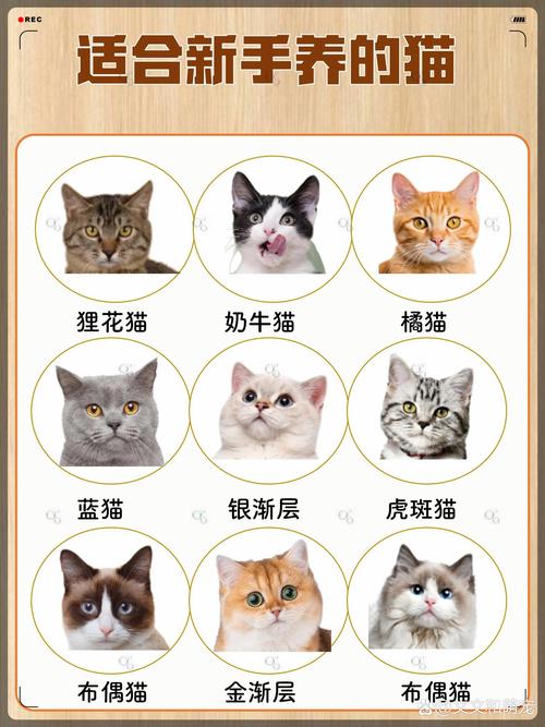 猫咪多大养合适,猫一般多大养比较好?-第6张图片-后鲨宠物 猫咪多大养合适,猫一般多大养比较好?-第6张图片-后鲨宠物