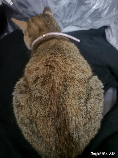 猫咪自闭症的表现_猫咪自闭症的表现是什么-第4张图片-后鲨宠物