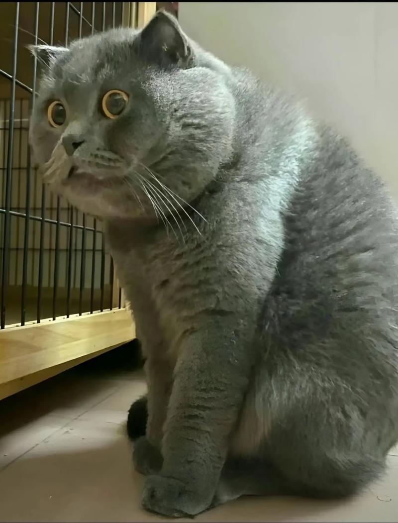 猫咪自闭症的表现_猫咪自闭症的表现是什么-第5张图片-后鲨宠物