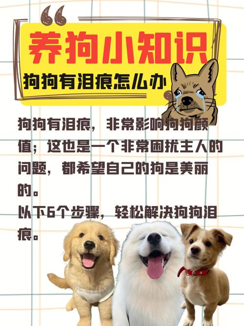 狗狗泪痕重是什么原因,猫泪痕严重是什么原因-第2张图片-后鲨宠物 狗狗泪痕重是什么原因,猫泪痕严重是什么原因-第2张图片-后鲨宠物