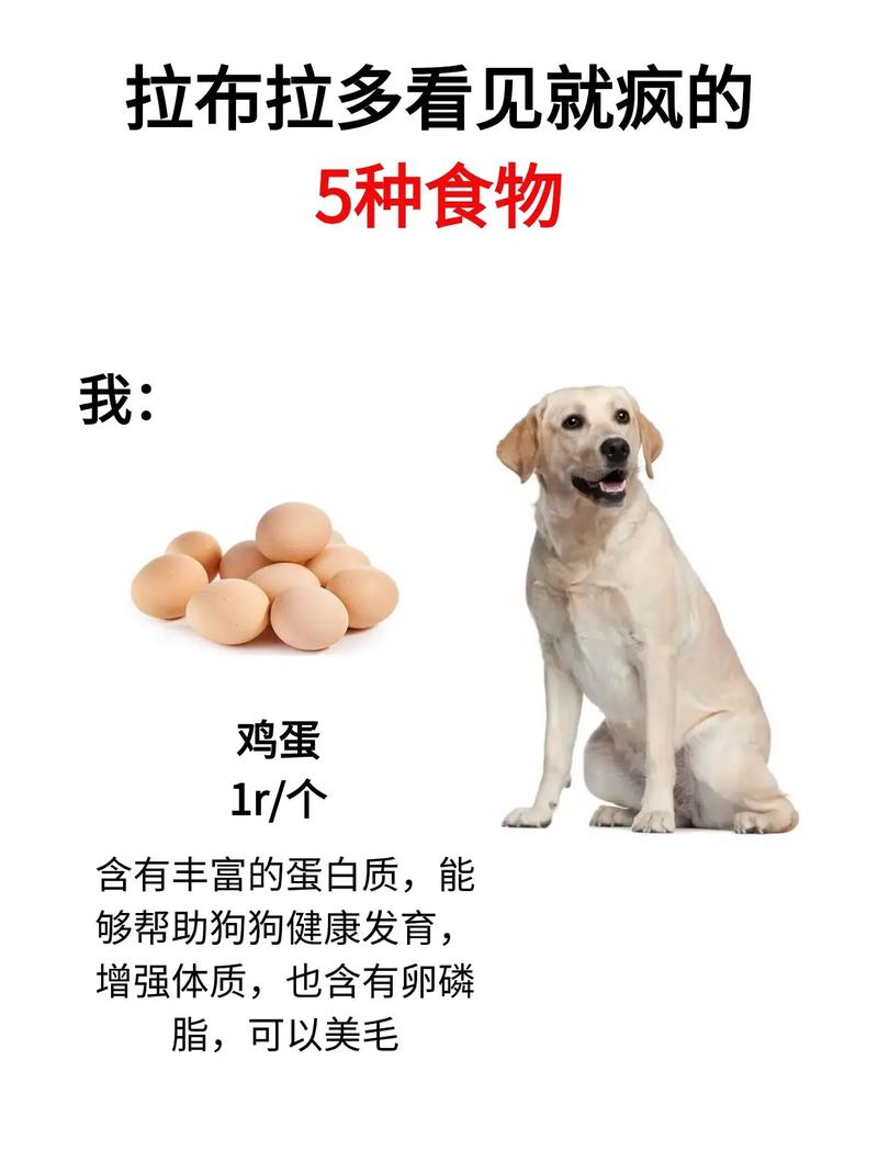 狗狗吃什么东西,狗狗吃什么东西好-第5张图片-后鲨宠物 狗狗吃什么东西,狗狗吃什么东西好-第5张图片-后鲨宠物